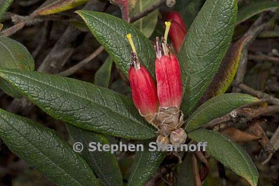 rhododendron spinuliferum subsection scabrifolia 1 graphic